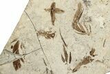 Detailed Multiple Fossil Feather Plate - France #254085-3